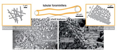 Due nuove specie e generi di foraminiferi tubulari scoperti nelle Isole Ryukyu